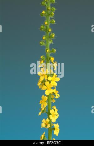 Aigremoine commune, Clochers ou Sticklewort (Agrimonia eupatoria), k Banque D'Images