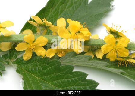 Aigremoine commune, Clochers ou Sticklewort (Agrimonia eupatoria), k Banque D'Images