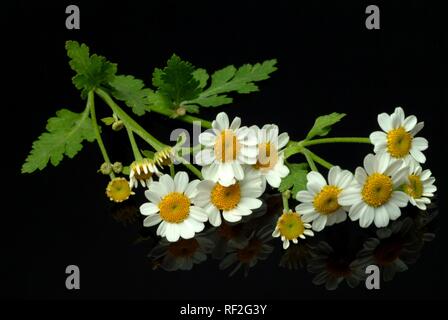 Grande camomille (Chrysanthemum parthenium), k Banque D'Images