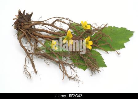 Ou Septifoil tormentille (Potentilla erecta, Potentilla tormentilla), plante médicinale Banque D'Images