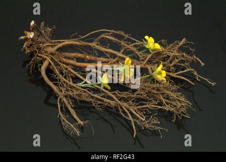 Ou Septifoil tormentille (Potentilla erecta, Potentilla tormentilla), plante médicinale Banque D'Images