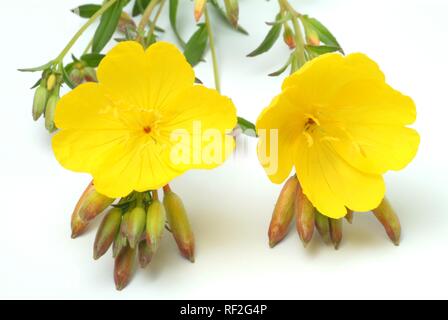 Onagre commune ou étoile du soir (Oenothera biennis), plante médicinale Banque D'Images