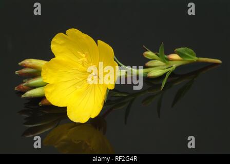 Onagre commune ou étoile du soir (Oenothera biennis), plante médicinale Banque D'Images