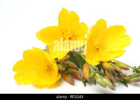 Onagre commune ou étoile du soir (Oenothera biennis), plante médicinale Banque D'Images