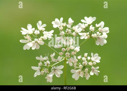 La coriandre ou de coriandre (Coriandrum sativum) les fleurs, les épices, plantes médicinales Banque D'Images