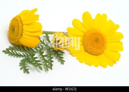 Golden Marguerite ou jaune camomille (Anthemis tinctoria) fleurs, plantes médicinales Banque D'Images