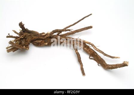 Racine, Spiny Restharrow Ononis spinosa (plantes médicinales), Banque D'Images