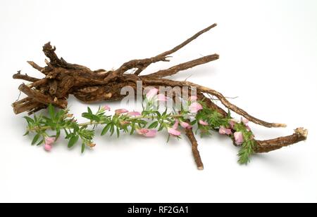 Racine, Spiny Restharrow Ononis spinosa (plantes médicinales), Banque D'Images