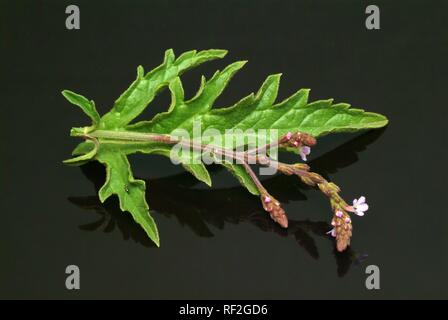 Verveine commune, commune de la verveine, du plus simple joie ou herbe sainte (Verbena officinalis), plante médicinale Banque D'Images