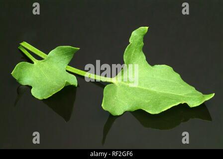 Feuille d'oseille ou de français-shield la petite oseille (Rumex scutatus), utilisé en salade, comme épice et des herbes médicinales Banque D'Images