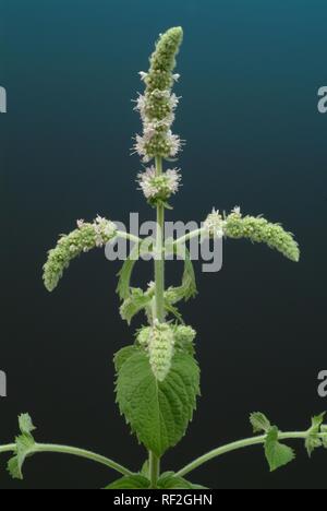 La menthe (Mentha longifolia cheval fleurs), plante médicinale Banque D'Images