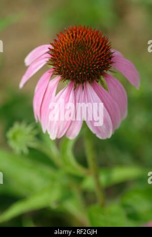 L'Est de l'échinacée (Echinacea purpurea), plan médicinales Banque D'Images