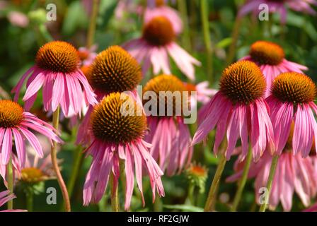 Domaine de l'Est de l'Echinacea purpurea Purple Coneflowers (plan), des médicaments Banque D'Images