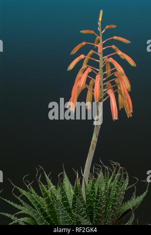 Fleur d'Aloe Vera, plante médicinale Banque D'Images