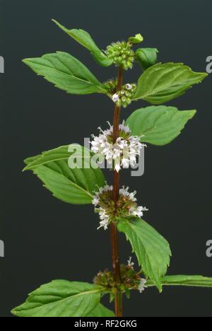 La menthe poivrée (Mentha x piperita), utilisée pour le thé, d'épices et comme plante médicinale Banque D'Images