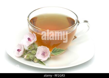 Marsh Mallow commun ou de guimauve (Althaea officinalis), tisane Banque D'Images