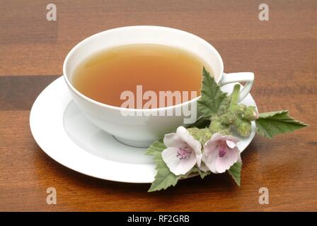 Marsh Mallow commun ou de guimauve (Althaea officinalis), tisane Banque D'Images