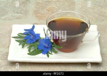 Forking Larkspur (Delphinium consolida, Consolida regalis), tisane Banque D'Images