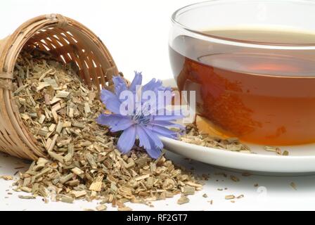 Chicorée commune (Cichorium intybus), tisane Banque D'Images