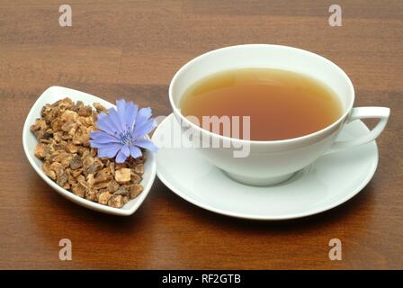 Chicorée commune (Cichorium intybus), tisane Banque D'Images