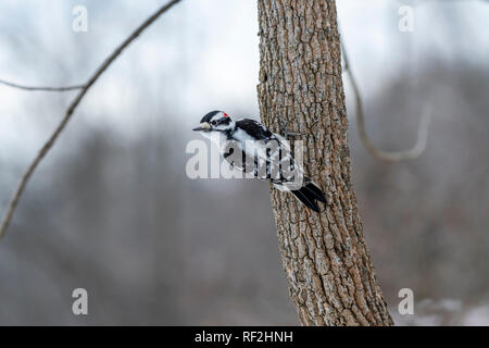 Le Pic mineur mâle (Dryobates pubescens) sur l'arbre en hiver. Banque D'Images