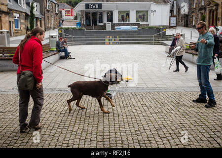 Grand chien chasse bulles dans Fort William high street Highlands en Écosse comme artiste de rue crée de grosse bulle Banque D'Images