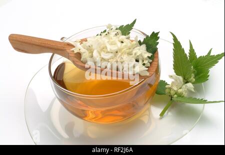 White Deadnettle (Lamium album), tisane, thé médicinal Banque D'Images