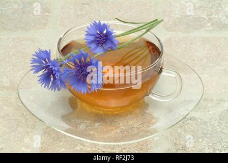 Le bleuet (Centaurea cyanus), tisane, thé médicinal Banque D'Images