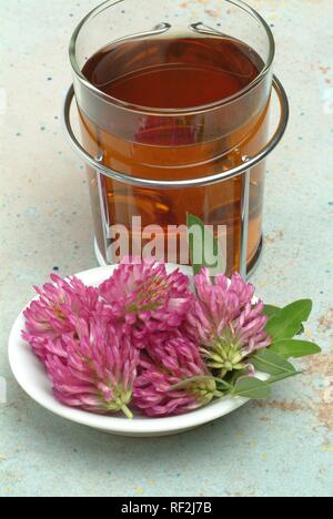 Le trèfle rouge (Trifolium pratense), le thé fait à partir de fleurs et feuilles, tisane, thé médicinal Banque D'Images