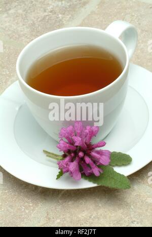 Mauve ou Bétoine ou l'évêque du millepertuis (Stachys officinalis), tisane, thé médicinal Banque D'Images