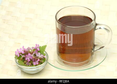 Herb Robert (Geranium robertianum), tisane, thé médicinal Banque D'Images