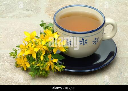Le millepertuis ou l'Herbe de Tipton (Hypericum perforatum), tisane, thé médicinal Banque D'Images