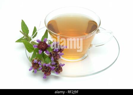 Selfheal commun ou Heal-All (Prunella vulgaris), de tisane Banque D'Images