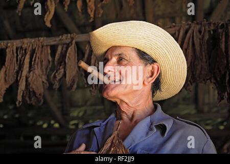 Producteur de tabac fumer un cigare, Valle de Vinales, la Sierra de Los Organos, de Cuba, des Caraïbes Banque D'Images