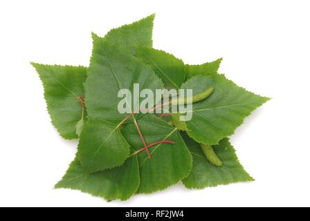 - D'Argent, Blanc ou européen - feuilles Bouleau pleureur (Betula pendula), plante médicinale, plante de guérison Banque D'Images