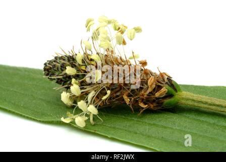 Plantain lancéole, anglais plantain (Plantago lanceolata), plante médicinale, l'utilisation médicale Banque D'Images