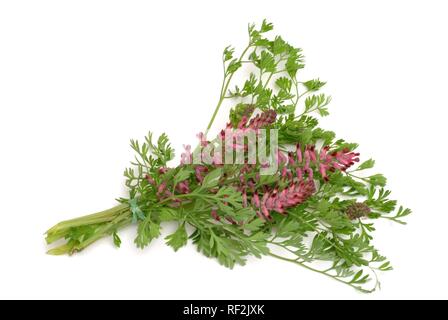 La fumée de la terre ou de fumeterre (Fumaria officinalis), plante médicinale Banque D'Images