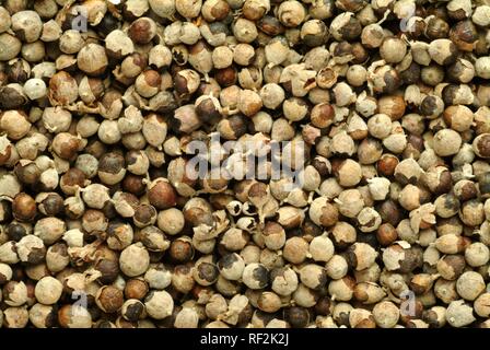 Vitex, Chaseberry ou le gattilier (Vitex agnus-castus), plante médicinale Banque D'Images