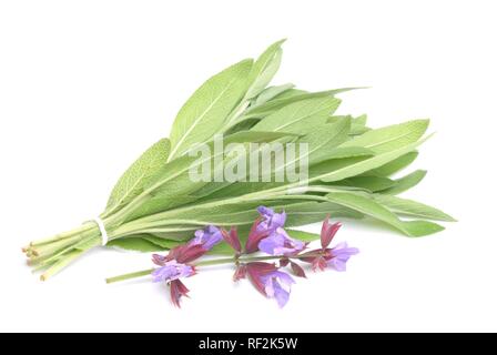 La sauge (Salvia officinalis), plante médicinale, Herb Banque D'Images