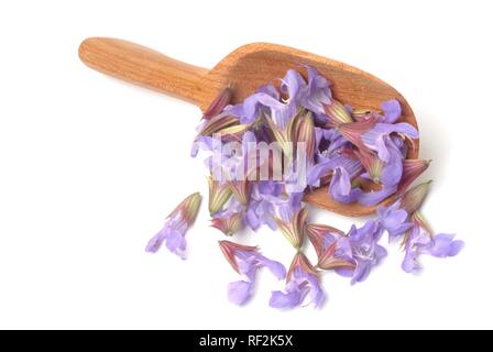 La sauge (Salvia officinalis), plante médicinale, Herb Banque D'Images