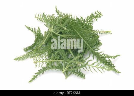 Politique achillée millefeuille (Achillea millefolium), plante médicinale Banque D'Images