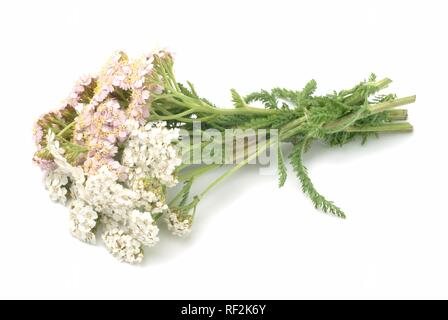 Politique achillée millefeuille (Achillea millefolium), plante médicinale Banque D'Images