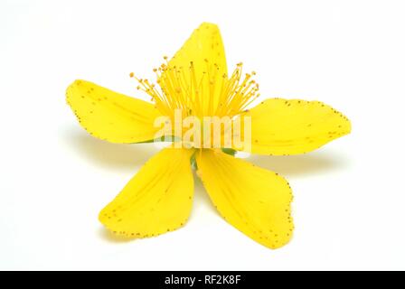 Le millepertuis (Hypericum perforatum), plante médicinale, Herb Banque D'Images