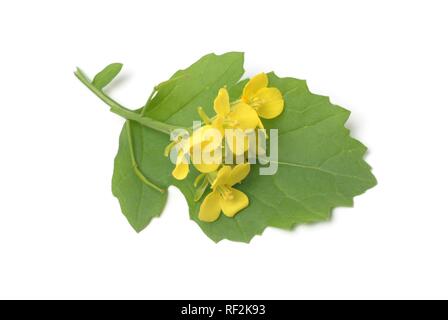 La moutarde noire (Brassica nigra), plante médicinale Banque D'Images