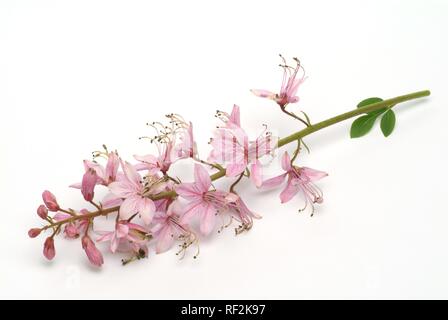 Buisson ardent, faux Dittany, Dittany Blanc ou gaz-plante (Dictamnus albus), plante médicinale Banque D'Images