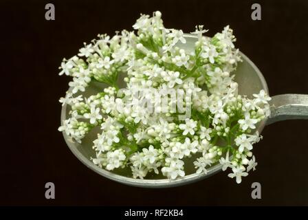 La valériane ou All-guérir (Valeriana officinalis), plante médicinale, Herb Banque D'Images