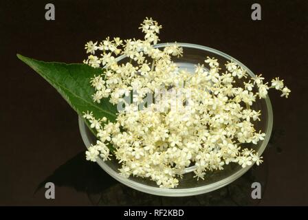 L'aîné, sureau noir d'Europe (Sambucus nigra), plante médicinale Banque D'Images