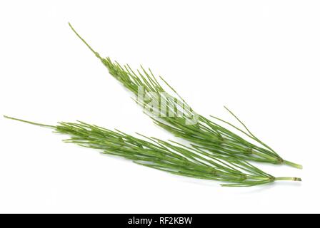 La prêle des champs (Equisetum arvense), plante médicinale Banque D'Images