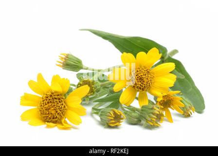 Tabac La Montagne, Wolfs's Bane ou Leopard's Bane (Arnica montana), plante médicinale Banque D'Images