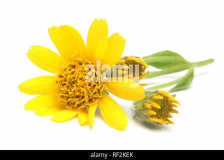 Tabac La Montagne, Wolfs's Bane ou Leopard's Bane (Arnica montana), plante médicinale Banque D'Images